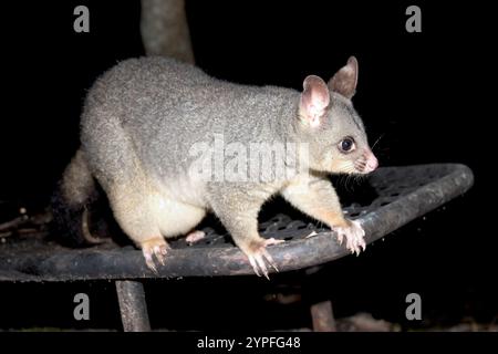 Opossums sind Beuteltiere, die zur Ordnung Didelphimorphia in der westlichen Hemisphäre gehören. Opossums sind lebende Fossilien und können auf 23 Millionen Jahre zurückdatiert werden Stockfoto