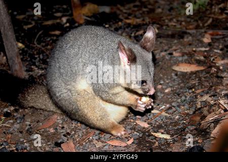 Opossums sind Beuteltiere, die zur Ordnung Didelphimorphia in der westlichen Hemisphäre gehören. Opossums sind lebende Fossilien und können auf 23 Millionen Jahre zurückdatiert werden Stockfoto