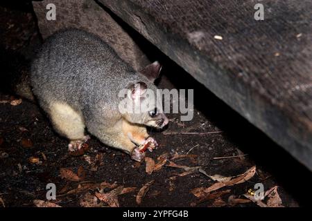 Opossums sind Beuteltiere, die zur Ordnung Didelphimorphia in der westlichen Hemisphäre gehören. Opossums sind lebende Fossilien und können auf 23 Millionen Jahre zurückdatiert werden Stockfoto