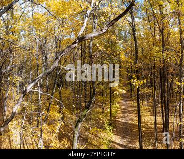 Das Sonnenlicht scheint durch Äste, die mit goldenen Herbstblättern bedeckt sind, und schafft eine malerische Waldlandschaft Stockfoto