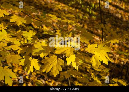 Gelbe Blätter auf Ahornzweig in sonnigen Wäldern mit verschwommenem Hintergrund Stockfoto