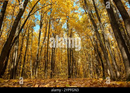 Herbstlicher, goldener Wald mit niedrigem Winkel auf einem Wanderweg, der mit gefallenen Blättern bedeckt ist, an sonnigen Tagen Stockfoto