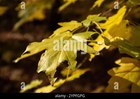 Leuchtende goldene Blätter auf Ahornzweig aus nächster Nähe im sonnigen Wald mit weichem Fokus Stockfoto