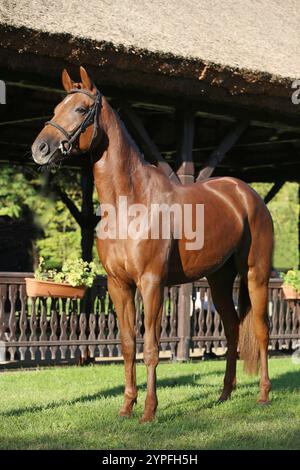 Wunderschöner brauner Hengst, der seine Fähigkeiten auf einer ländlichen Tierfarm auf einer Pferdevermessung zeigt. Das Leben auf dem Pferdesport Stockfoto