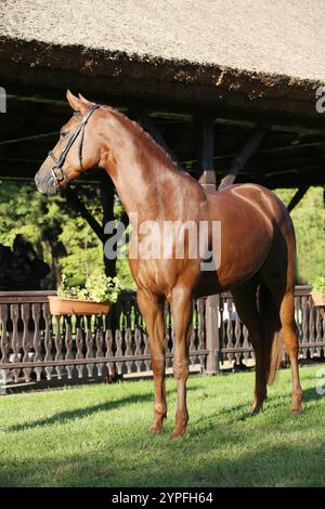 Wunderschöner brauner Hengst, der seine Fähigkeiten auf einer ländlichen Tierfarm auf einer Pferdevermessung zeigt. Das Leben auf dem Pferdesport Stockfoto