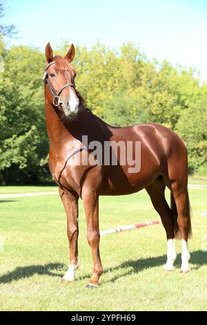 Wunderschöner brauner Hengst, der seine Fähigkeiten auf einer ländlichen Tierfarm auf einer Pferdevermessung zeigt. Das Leben auf dem Pferdesport Stockfoto