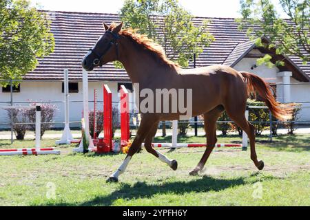 Wunderschöner brauner Hengst, der seine Fähigkeiten auf einer ländlichen Tierfarm auf einer Pferdevermessung zeigt. Das Leben auf dem Pferdesport Stockfoto