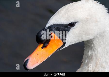 Schwäne sind Vögel der Gattung Cygnus innerhalb der Familie Anatidae. Die engsten Verwandten der Schwäne sind Gänse und Enten. Stockfoto