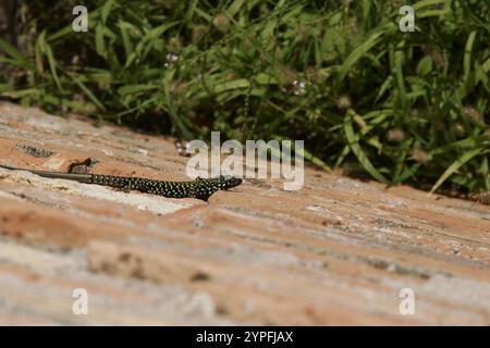 Die sizilianische Maudechse (Podarcis waglerianus) ist eine Art der Eidechse aus der Familie der Lacertidae. Sie kommt in Sizilien und in der Ägadischen Region vor Stockfoto