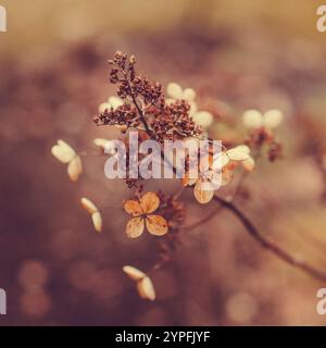 Getrocknete Hortensie fotografiert mit selektivem Fokus, schöne braune goldene Makrofotografie der hortensia Blüte im Spätwinter. Stockfoto