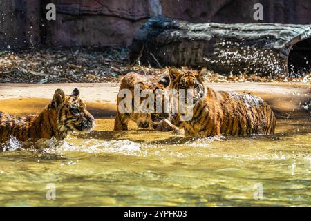 Der Tiger ist die größte lebende Katzenart und gehört zur Gattung Panthera. Junge sind süß, aber gefährlich Stockfoto