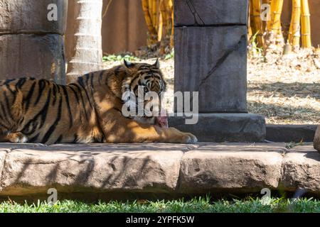 Der Tiger ist die größte lebende Katzenart und gehört zur Gattung Panthera. Er ist am meisten durch seine dunklen vertikalen Streifen auf orangefarbenem Pelz zu erkennen Stockfoto