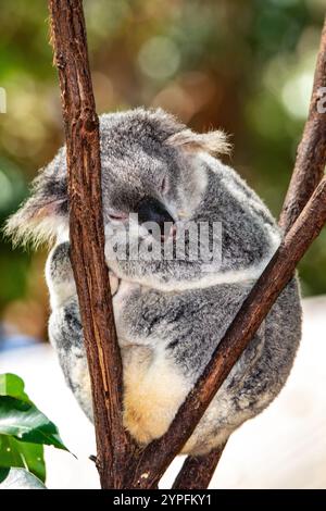 Der Koala, Phascolarctos cinereus, ist ein in Australien heimischer Pflanzenfresser. Die nächsten lebenden Verwandten sind die Wombats. Stockfoto