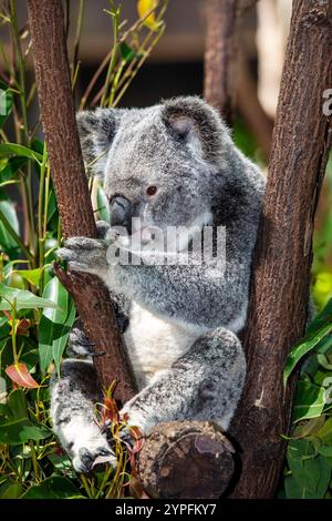 Der Koala, Phascolarctos cinereus, ist ein in Australien heimischer Pflanzenfresser. Die nächsten lebenden Verwandten sind die Wombats. Stockfoto
