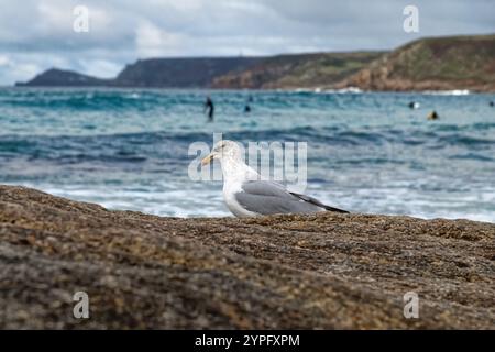 Larus argentatus, eine reife Heringmöwe, die auf Felsen am Strand von Sennen Cove Cornwall in England liegt Stockfoto