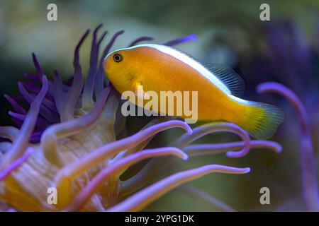 Orange Skunk Clownfisch (Amphiprion sandaracinos) in der Korkenzieher-Tentakel-Seeanemone (Macrodactyløa doreensis). Aquariumphoto. Stockfoto