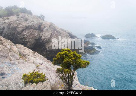 Die nebelige Küste im Fort Wetherill State Park in Jamestown, Rhode Island. Stockfoto