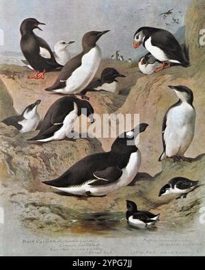 Schwarze Guillemot (Cepphus grylle), Puffin (Fratercula arctica), gemeine Guillemot (Uria aalge), Brünnich-Guillemot (Uria lomvia), Razorbill (ALCA torda), Great Auk (Pinguinus impennis), Little Auk (alle alle), Vintage Aquarellillustration von 1915. Original des schottischen Künstlers Archibald Thorburn. Stockfoto