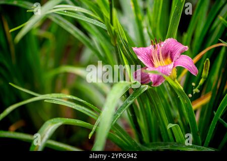 Eine einzelne rosafarbene Taglilienblüte mit dunkelgrünen Blättern im Hintergrund Stockfoto
