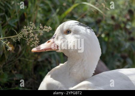 Weiße Gans am Nacken auf dem Hintergrund des Grases Stockfoto