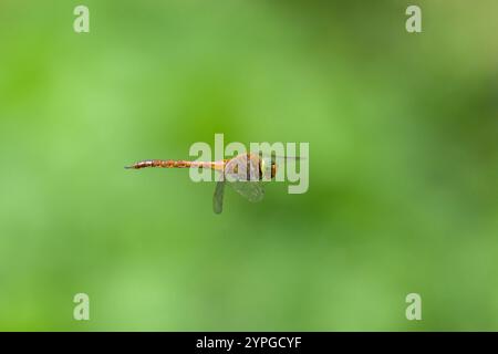 Eine grüne Hawker Libelle Aeshna isocelen im Flug, sonniger Tag im Frühling, Wien Österreich Stockfoto