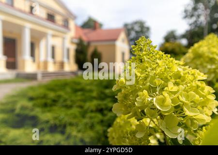 Grüne Blüten auf grünen Blättern und hölzerner Haushintergrund Stockfoto