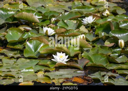 Weißwasserlilien wachsen in einem Teich zwischen großen Blättern Stockfoto