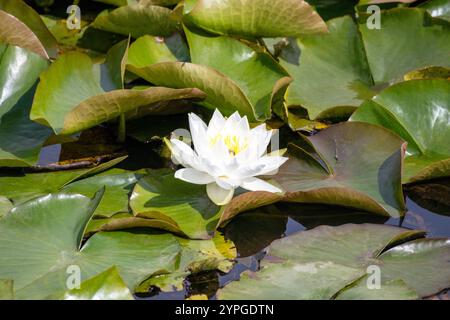 Weißwasserlilien wachsen in einem Teich zwischen großen Blättern Stockfoto