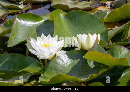 Weißwasserlilien wachsen in einem Teich zwischen großen Blättern Stockfoto
