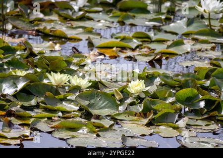 Gelbe Seerosen wachsen im Wasser auf Blättern Stockfoto