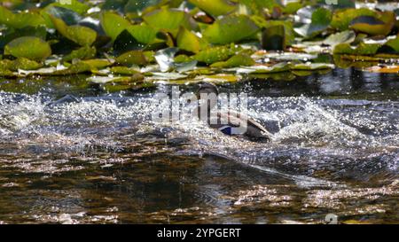 Ducken Sie sich im Wasser und machen Sie Blasen zwischen den Seerosen Stockfoto