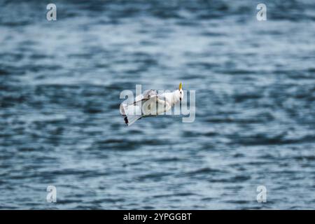 Nordfulmar oder Seevögel fliegen im Sommer tief über das Meer auf Island Stockfoto