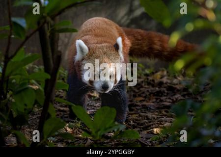 Roter Panda auf dem Boden Stockfoto