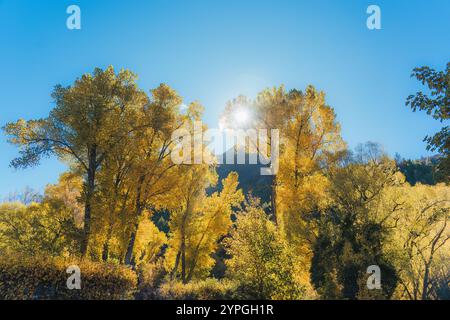 Der gelbe Herbst hinterlässt Ginkgo-Baum mit Sonnenlicht am blauen Himmel an sonnigen Tagen Stockfoto
