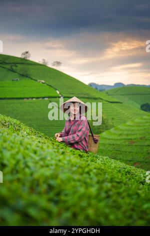 Asiatische Dorfbewohner ernten Teeblätter mit traditioneller Ernte im Long Coc Teehügel in Phu Tho, Vietnam Stockfoto