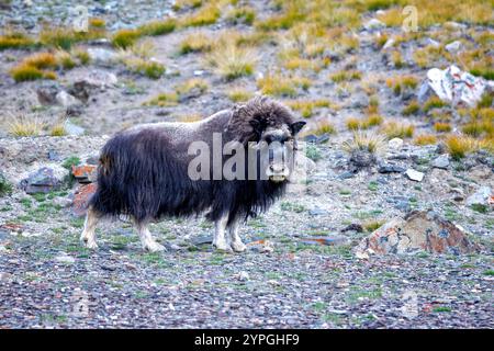 Moschusochsen, Ovibos moschatus, in der Berglandtundra des Geologfjords im Nordost-Grönland-Nationalpark. Ein Pflanzenfresser, der sich vom Gras ernährt, Moos Stockfoto