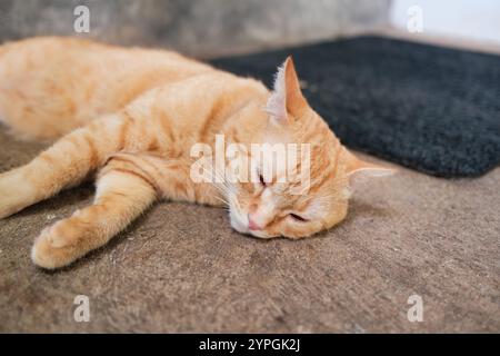 Niedliche orangene Katze mit Streifen, die sich zu Hause auf dem Boden liegend Stockfoto