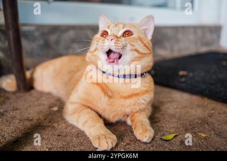Niedliche orangene Katze mit Streifen, die sich zu Hause auf dem Boden liegend Stockfoto