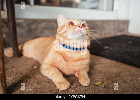Niedliche orangene Katze mit Streifen, die sich zu Hause auf dem Boden liegend Stockfoto