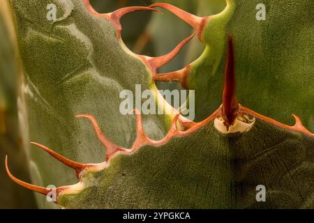 Wicket-Spike von Agave Parrasana, Kohlkopf-Agaven. Natürliches Nahaufnahme-Pflanzenporträt. Faszinierend, einnehmend, Abstraktion, Fantasie, Eindruck Stockfoto