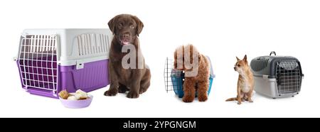 Verschiedene Hunde und Tierträger auf weißem Hintergrund Stockfoto