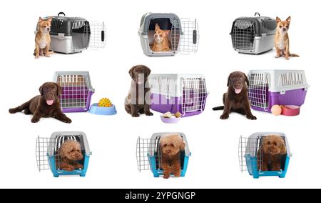 Verschiedene Hunde und Tierträger auf weißem Hintergrund Stockfoto