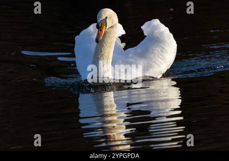 Der Mute Swan ist ein großer, mächtiger Vogel und kann mit großer Geschwindigkeit mitschwimmen. Hier schwimmt ein Cob auf einen anderen Mann, der auf sein Territorium eindringt Stockfoto