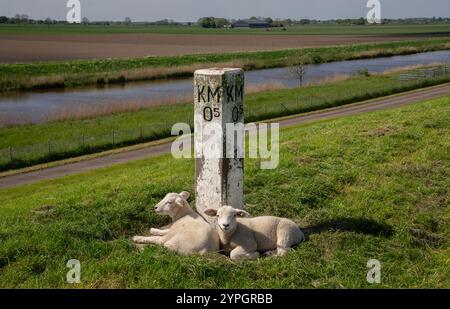 Lämmer am Kilometer-Markierer auf dem Deich bei Nieuwe Statenzijl Stockfoto