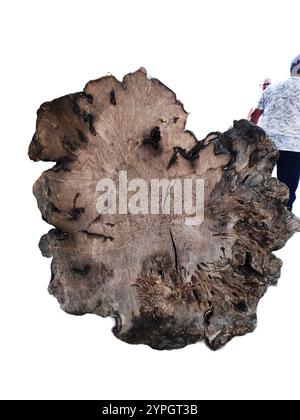 Schnitt eines Baums auf transparentem Hintergrund. Holzstück im Querschnitt mit Holzstruktur isoliert auf weißem Hintergrund. Detaillierte organische s Stockfoto