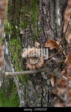 Kastanienigel in einem Wald der Seealpen (Cuneo, Piemont, Italien) Stockfoto
