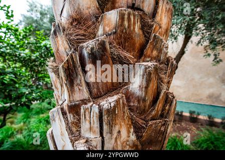 Nahaufnahme eines braunen Palmenstamms mit verschwommenem Hintergrund in den Gärten von Marakesh in Marokko Stockfoto