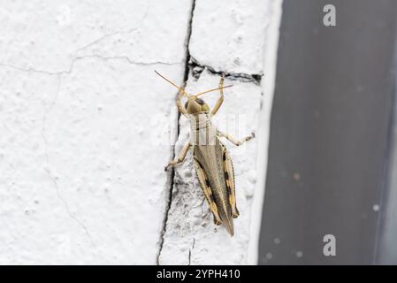 Ein differenzieller Grasshopper (Melanoplus differentialis), der auf einer Mauer in Mexiko ruht Stockfoto