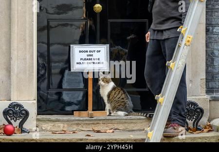 Larry the Cat - Chief Mouser seit 2011 im Kabinettsbüro - in der Downing Street, während der Weihnachtsbaum aufgerichtet wird und die Tür C ignoriert Stockfoto