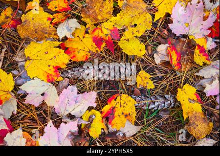 Herbstfarbene Blätter, Kiefernnadeln und Tannenzapfen auf dem Waldboden des Huron-Manistee National Forest bei Walhalla, Michigan, USA. Fotografie b Stockfoto